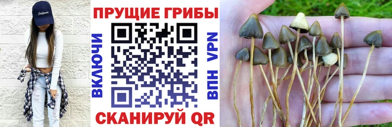 Псилоцибиновые грибы Psilocybe  продажа наркотиков  Вятские Поляны 